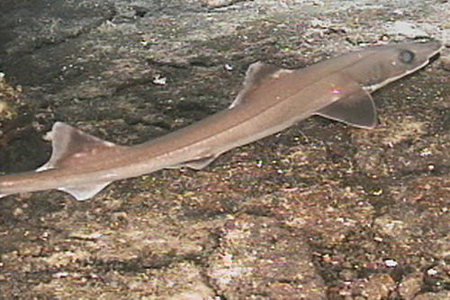 Slender smooth-hound